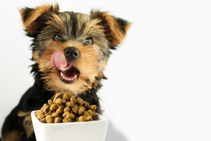 La importancia de los snacks para perros (Adobe Stock Photo)