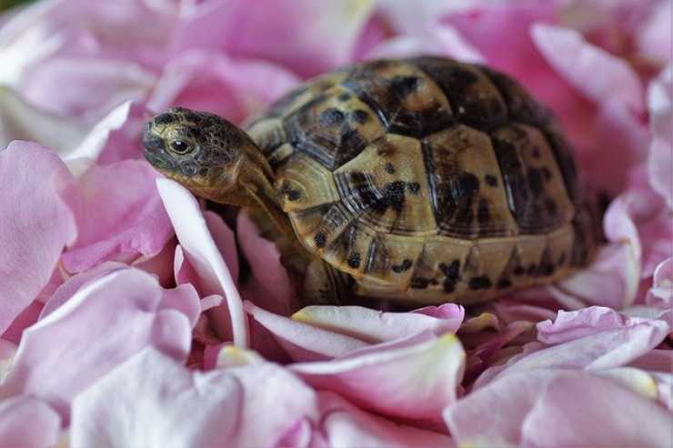la inteligencia de los reptiles