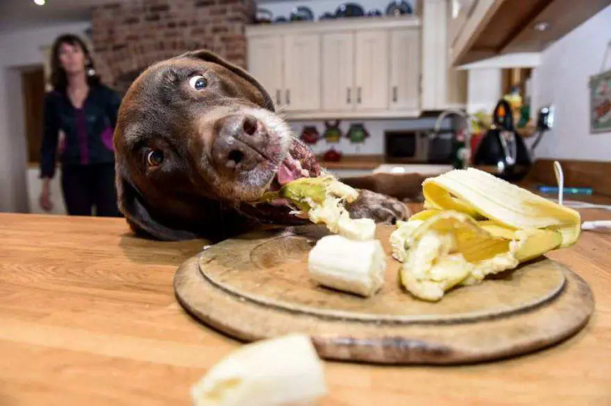 perro pidiendo limosna en la mesa