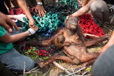orangután