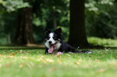 parque para perros