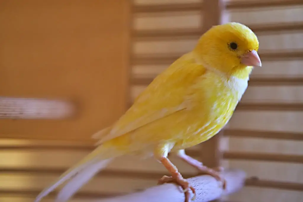 La Muda De Canario Consejos Para Gestionarla Mejor Vida Con Mascotas 