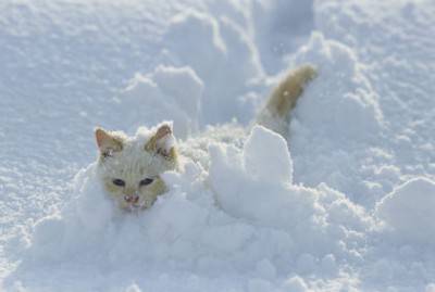 gato de nieve