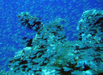 Arrecife de coral
