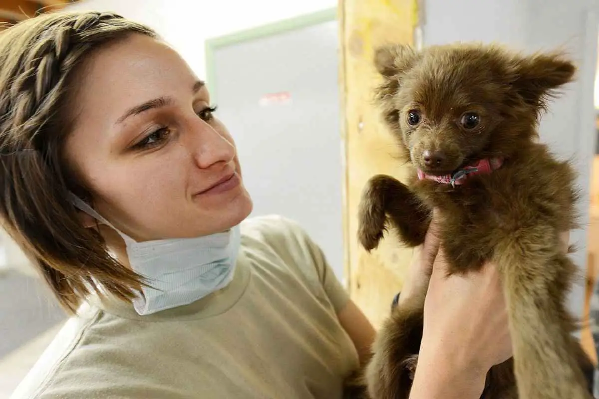 la primera visita del cachorro al veterinario (foto Pixabay)
