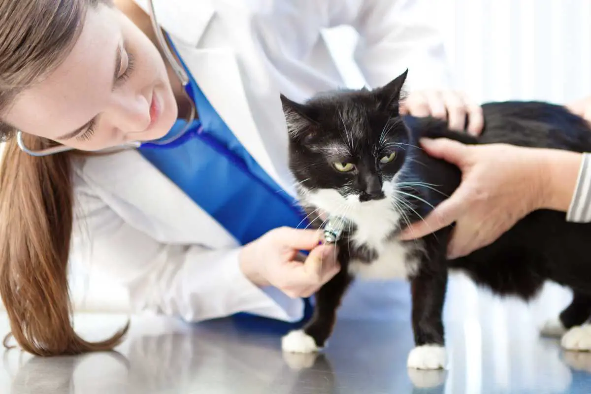 La primera visita del gato al veterinario - Vida ▷➡️