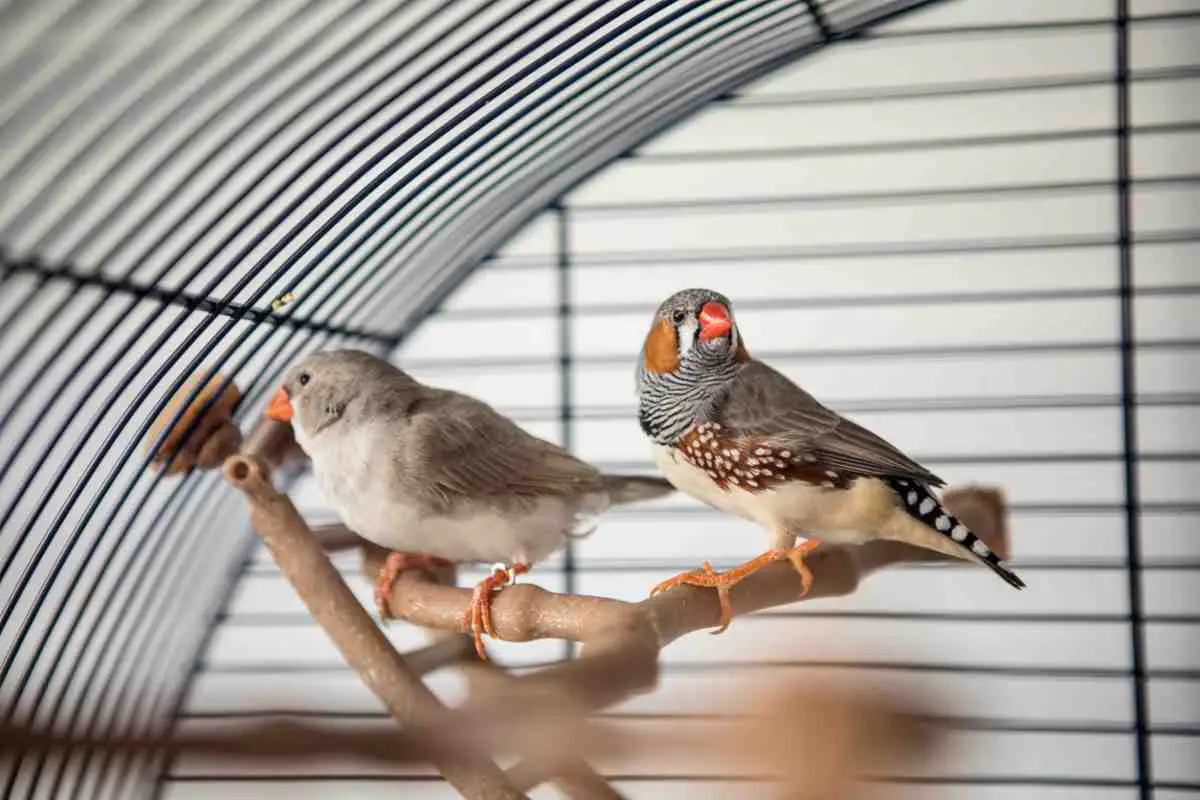 La reproducción de los diamantes mandarina: aquí es dónde y cómo ocurre (foto iStock)