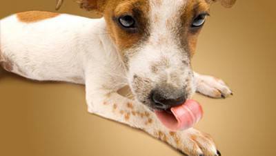 perro lame