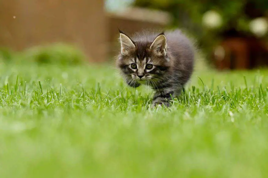 gato al aire libre