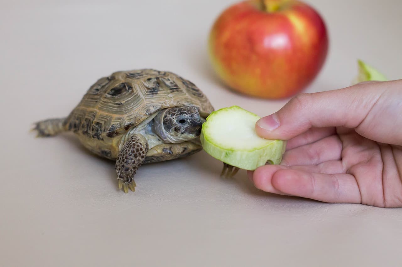 la tortuga no come
