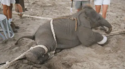 cachorros de elefante