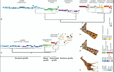 nuevas especies de jirafas