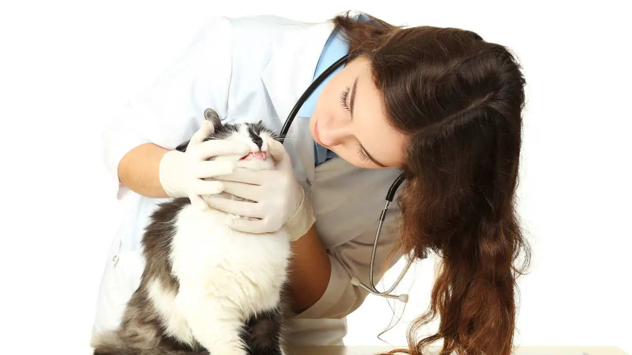 visita veterinaria gato Labio leporino en el gato