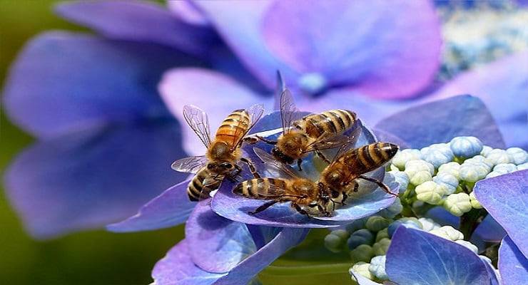 las abejas se comunican