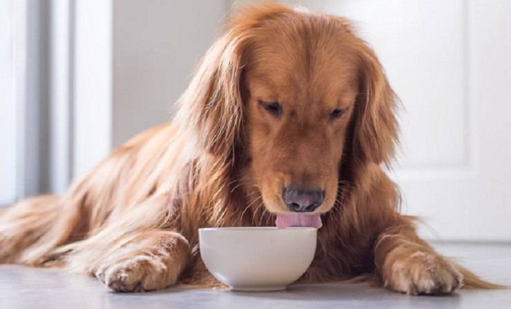 complementos alimenticios para perros de algas