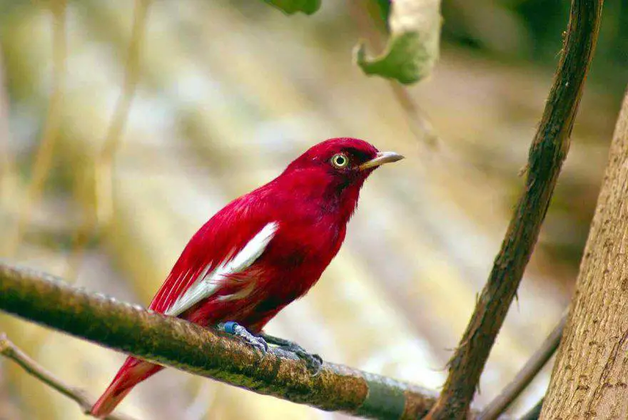 Aves