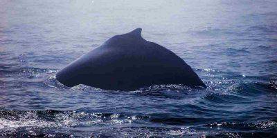 lenguaje de las ballenas