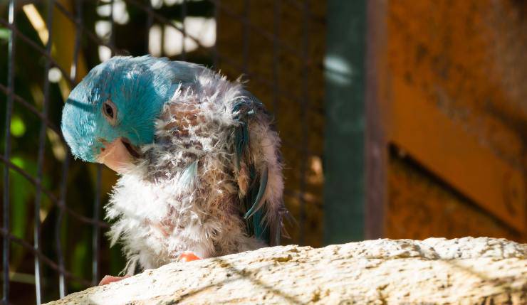 las enfermedades más comunes de los loros