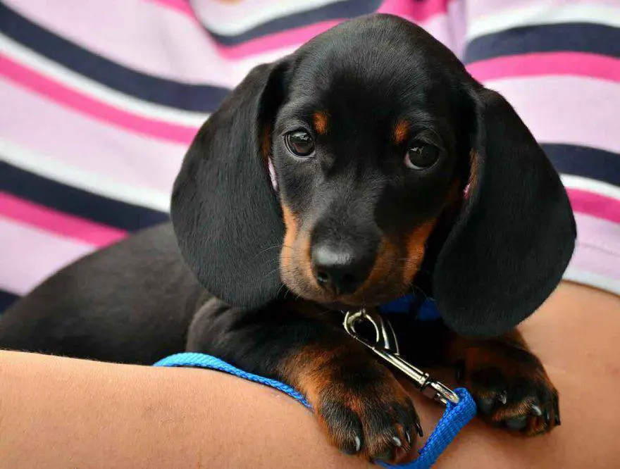 enfermedades de perros pequeños