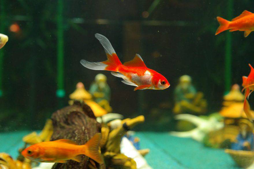 peces