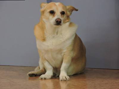 perro sentado