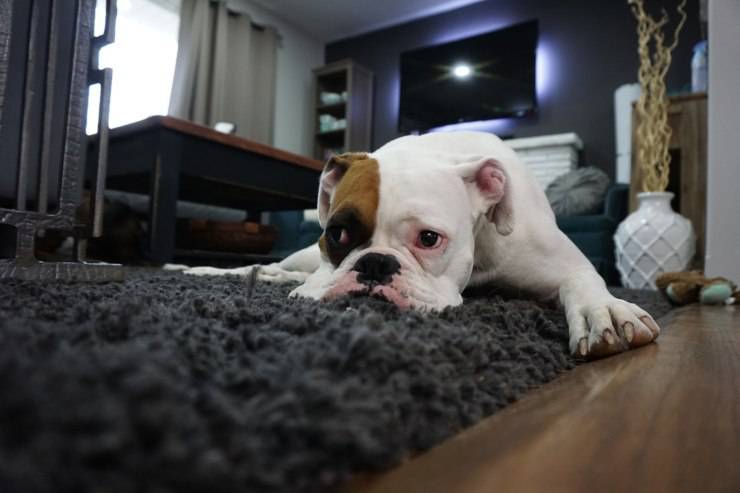 perro enfermo