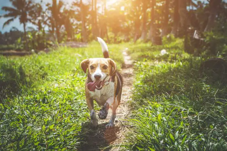 Razas de perros beagle con el sentido del olfato más poderoso