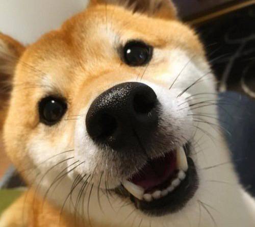 perro alegre