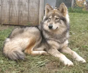 Perro indio nativo americano