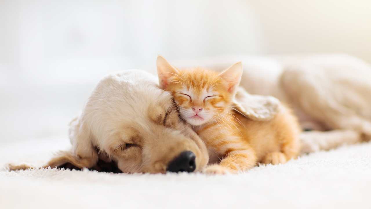 perro y gatito duermen Las sanciones para quienes soliciten deducciones fiscales para mascotas sin acreditar la propiedad