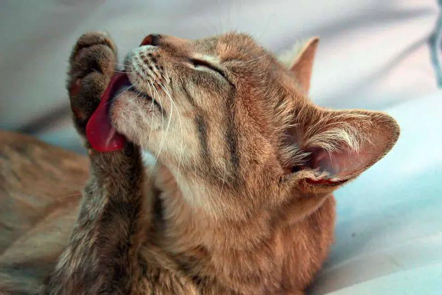 limpieza de gatos