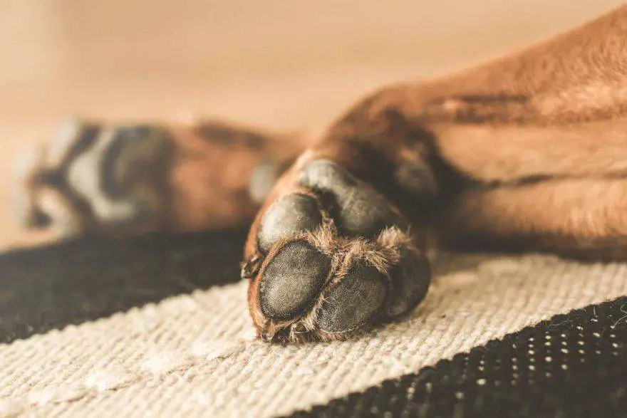 pata de perro hinchada (foto Pixabay)