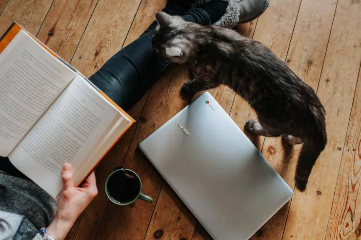 libros sobre gatos
