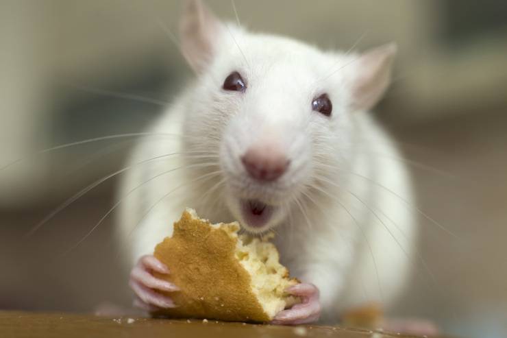 Limpieza de la jaula del ratón doméstico