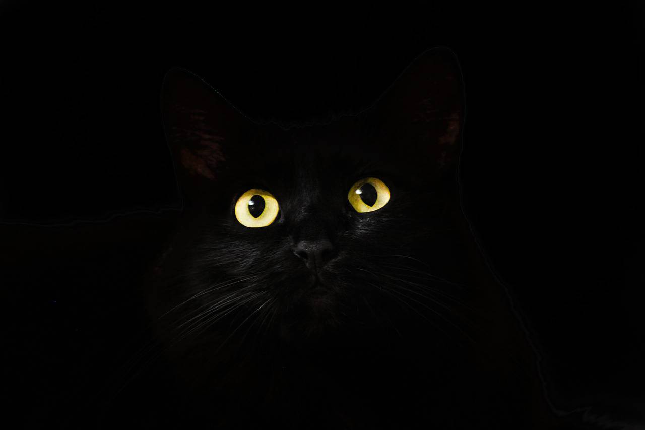 Ojos de gato limpios