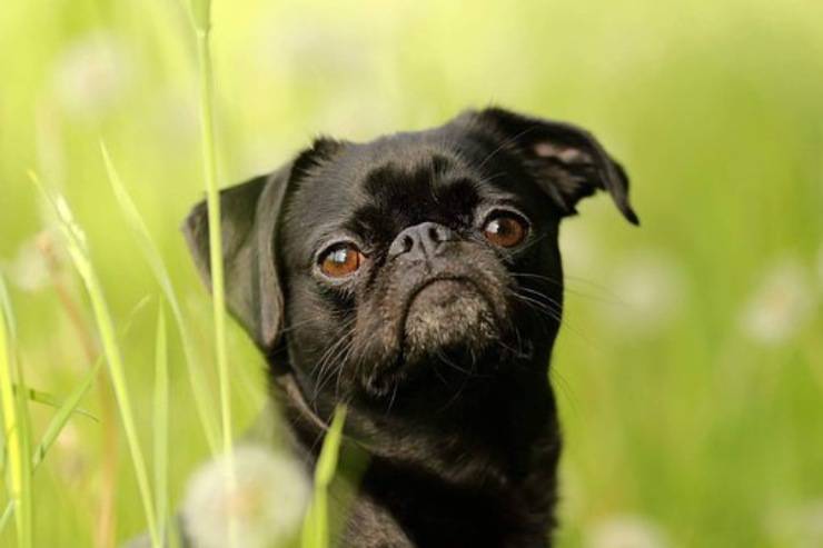 Pequeño cachorro de Brabante