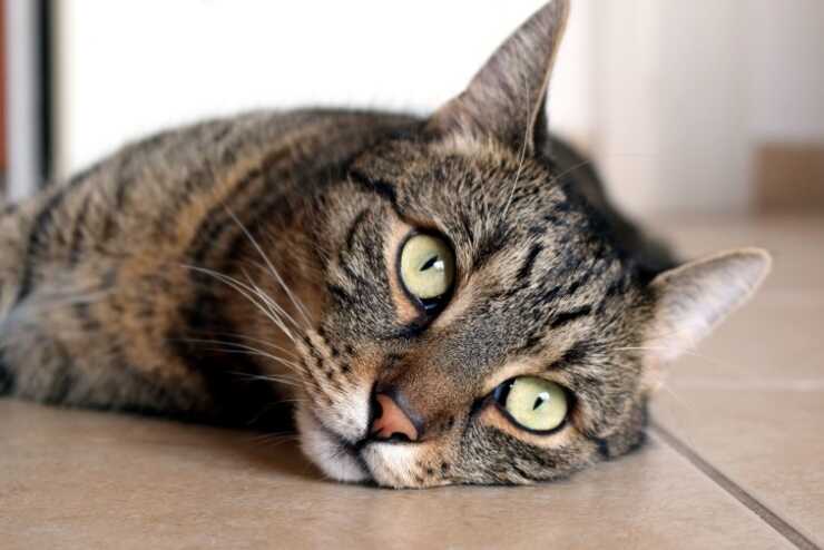Los 5 tipos de personalidad felina