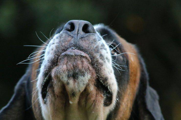 Los bigotes del perro vuelven a crecer