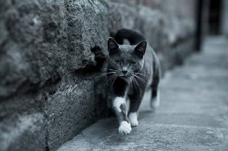 los gatos encuentran su camino