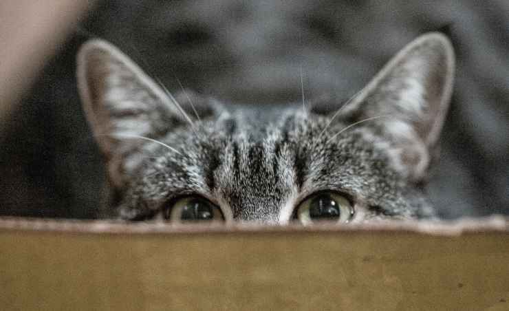 el gato se esconde porque le tiene miedo a la aspiradora skins de gato