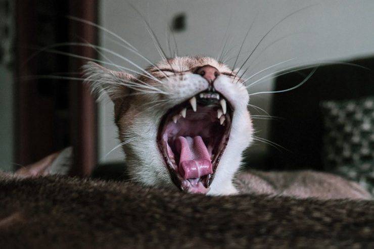 pérdida de dientes en el gato anciano