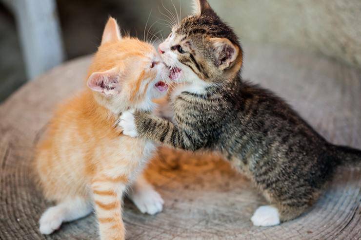 los gatos no se llevan bien