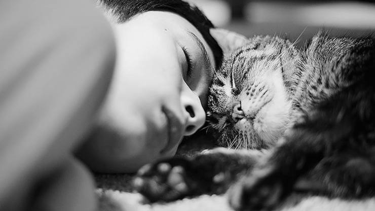 los gatos prolongan nuestra vida: el poder psicoterapéutico de un gato los gatos prolongan nuestra vida