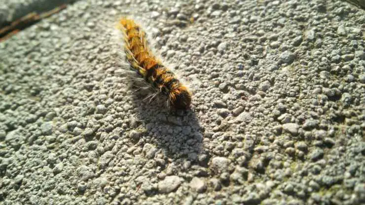 Insectos primaverales más comunes - procesionaria
