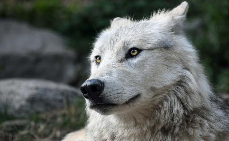 Origen del perro y proceso de domesticación. orígenes del perro lobo