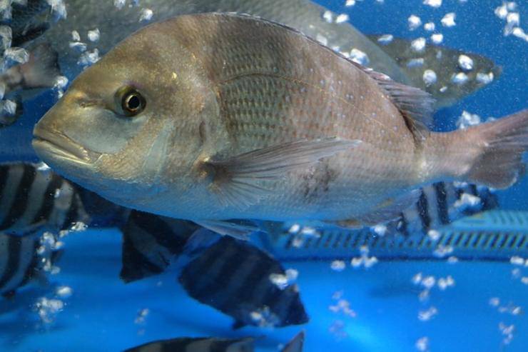 los peces sienten emociones