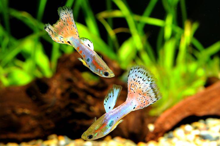 los peces también tienen personalidad