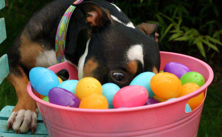 Peligros de Pascua para el perro