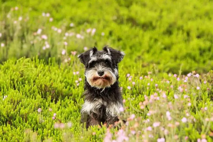 primavera peligros perros gatos