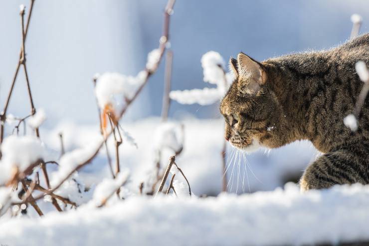 Los peligros del gato en la nieve Los peligros del gato en la nieve